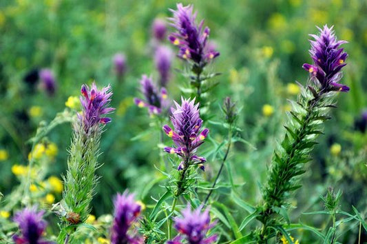 "Research-Based Guide: Unlocking Astragalus's Ancient Wisdom for Athletes, Common Individuals, and Bodybuilders"