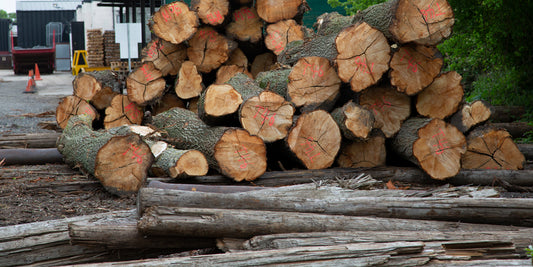 Crafted by Nature: Imperfections and Grains in English Willow Cricket Bats