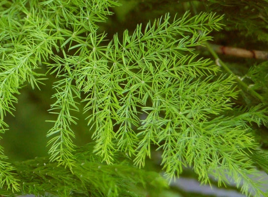 "Shatavari: Unraveling the Adaptogenic Wonder - Exploring Health Benefits, Uses, and Potential Effects"